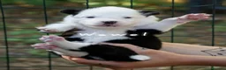 Yakutian Laika cani in vendita: Cuccioli di Yakutian Laika - Annuncio 8