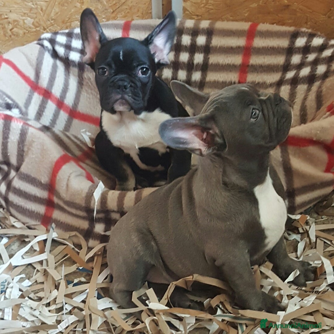 Immagine della galleria {{count}}