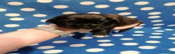 Tibetan Spaniel cani in vendita: Tibetan Spaniel cuccioli  - Annuncio 10
