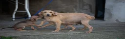 Segugio dell'Appennino cani in vendita: Cuccioli segugio dell'appennino - Annuncio 3