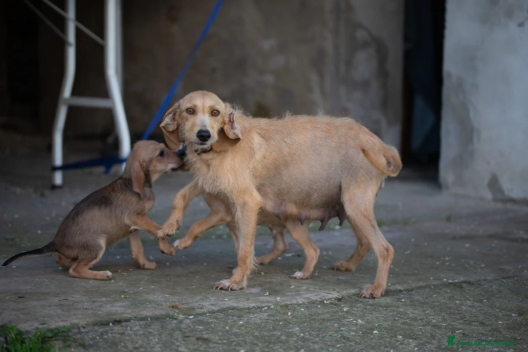 Segugio dell'Appennino cani in vendita: Cuccioli segugio dell'appennino - Annuncio 3