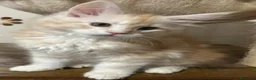 Maine Coon gatti in vendita: Maine Coon - Annuncio 3