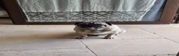 Carlino cani in vendita: Vendita 2 cucciole di carlino  - Annuncio 2