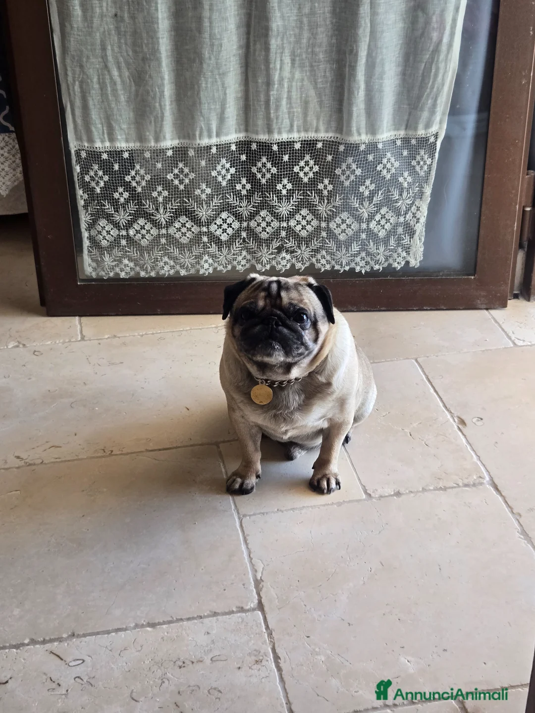 Carlino cani in vendita: Vendita 2 cucciole di carlino  - Annuncio 2