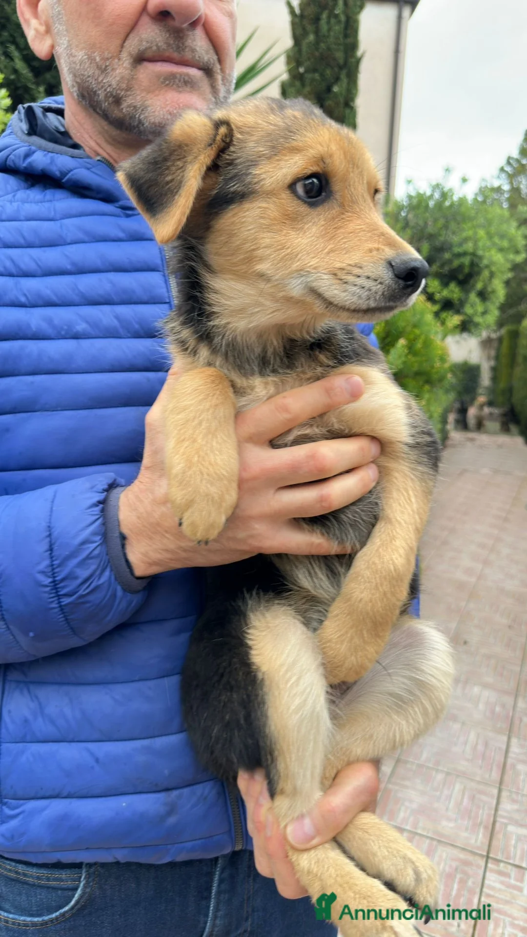 Meticcio cani in regalo: PLUTO 💙-cucciolo taglia media.Chiami per lui?🙏🏻 - Annuncio 2