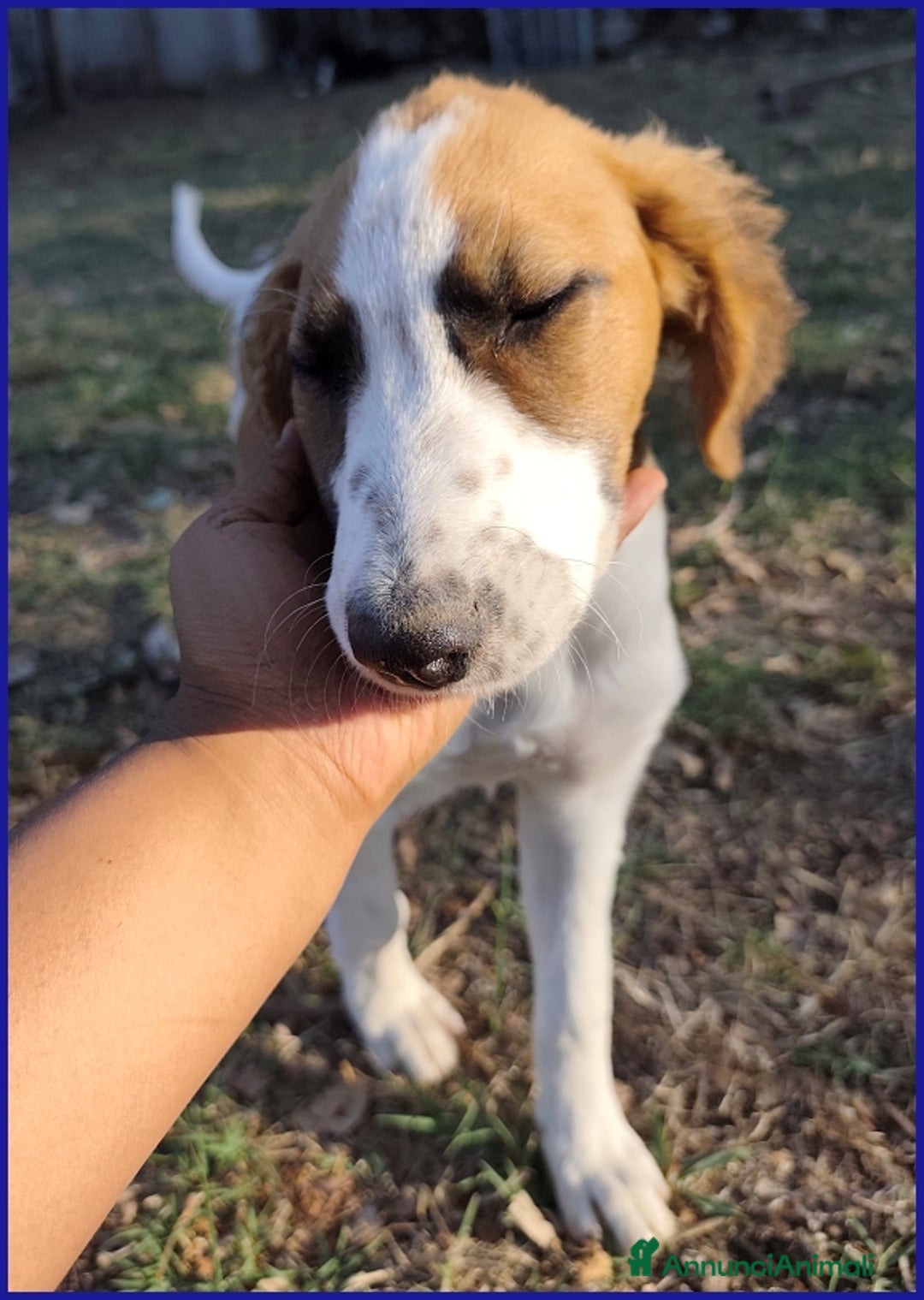 Meticcio cani in regalo: KELLY, CUCCIOLA 5 MESI ABBANDONATA CON LA SORELLIN - Annuncio 3
