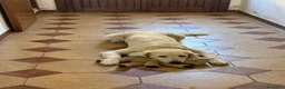 Golden Retriever cani in vendita: Cuccioli Golden Retriever  - Annuncio 5