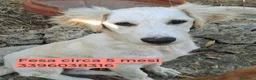 Meticcio cani in regalo: Cuccioli di 5 mesi cercano casa - Annuncio 6