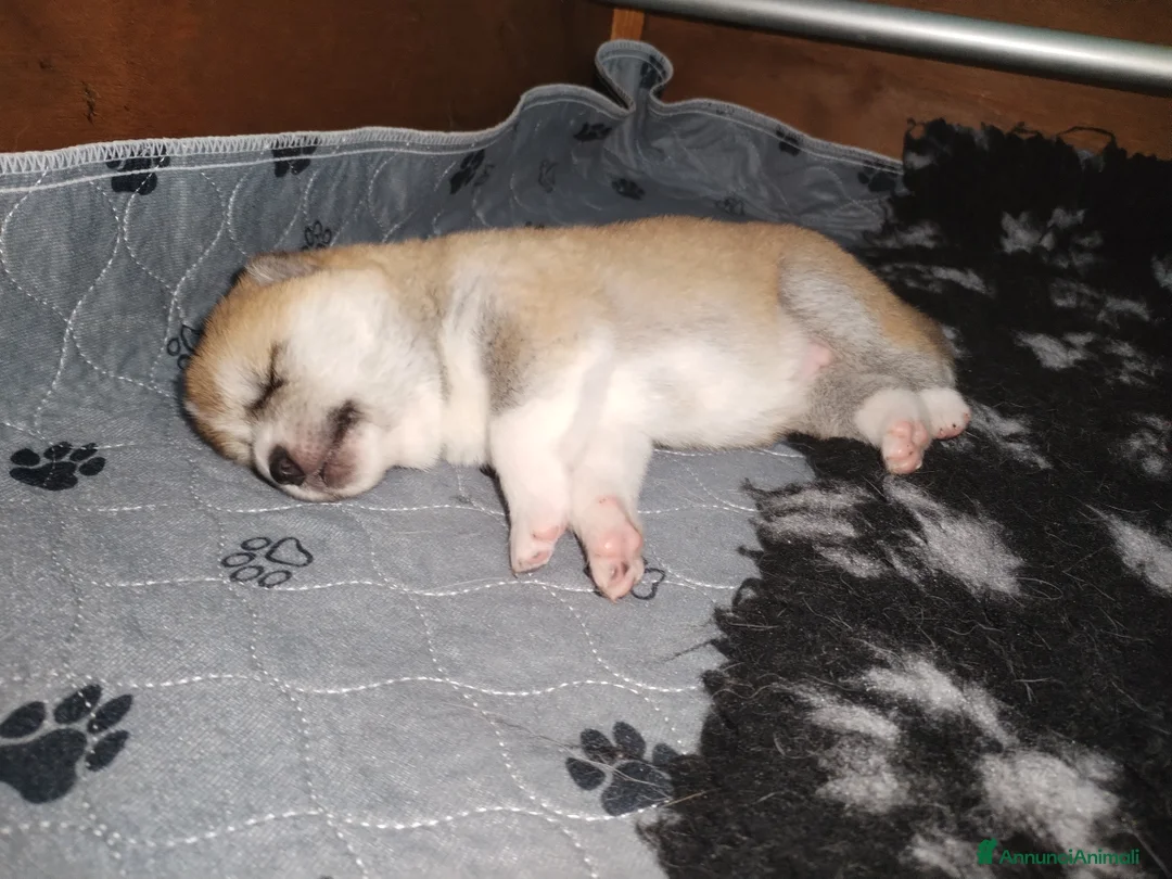 Akita Inu cani in vendita: Cuccioli di Akita disponibili - Annuncio 7