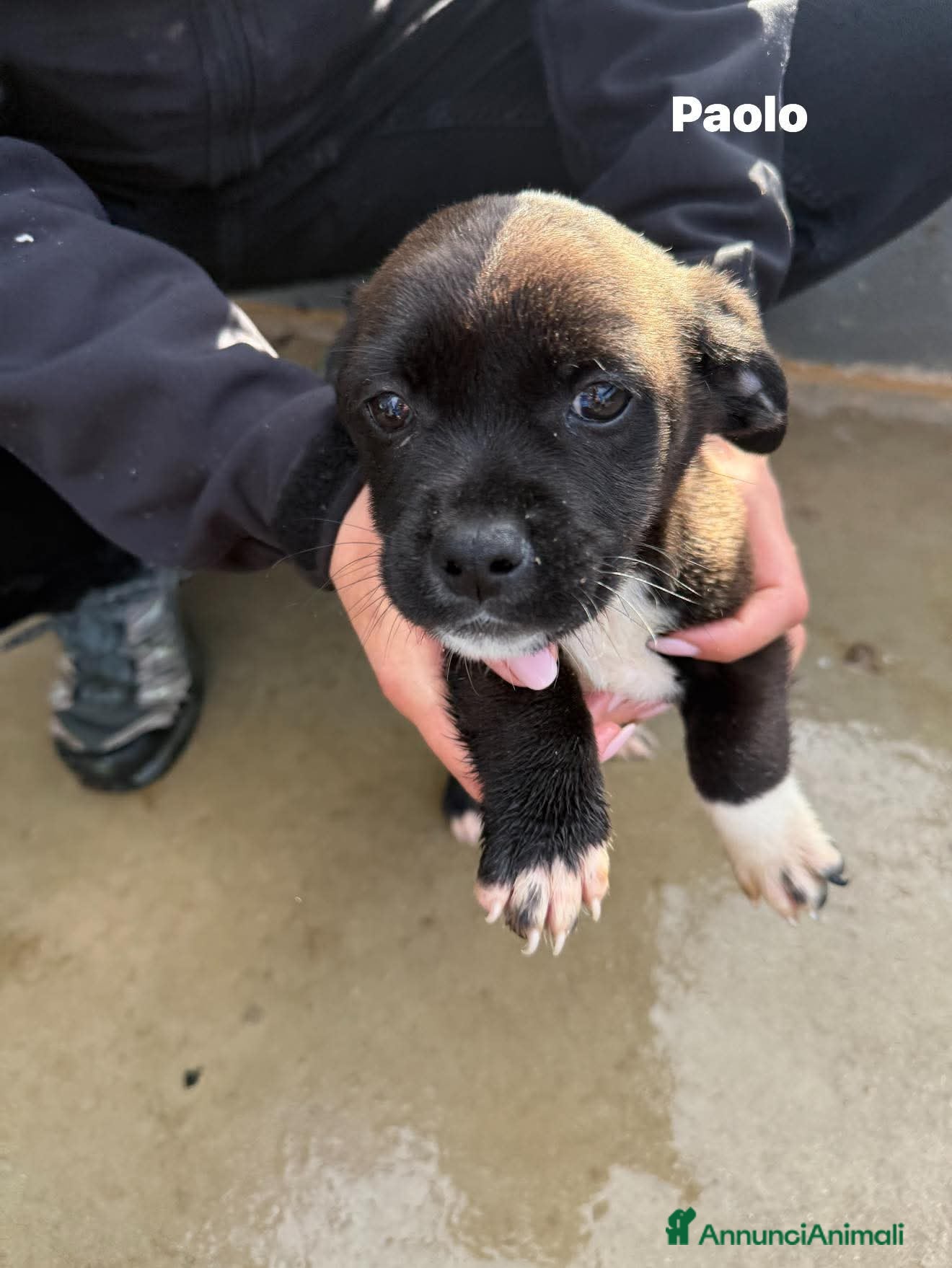 Meticcio cani Quattro cuccioli simil pitt!  - Annuncio 10
