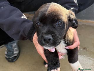 Meticcio cani Quattro cuccioli simil pitt! - Annuncio 10