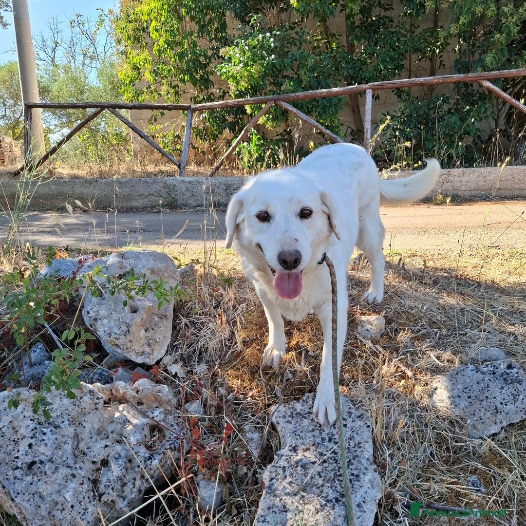 Meticcio cani in regalo: Nonna Olga Cerca Famiglia. Info Monica 3890238584 - Annuncio 4
