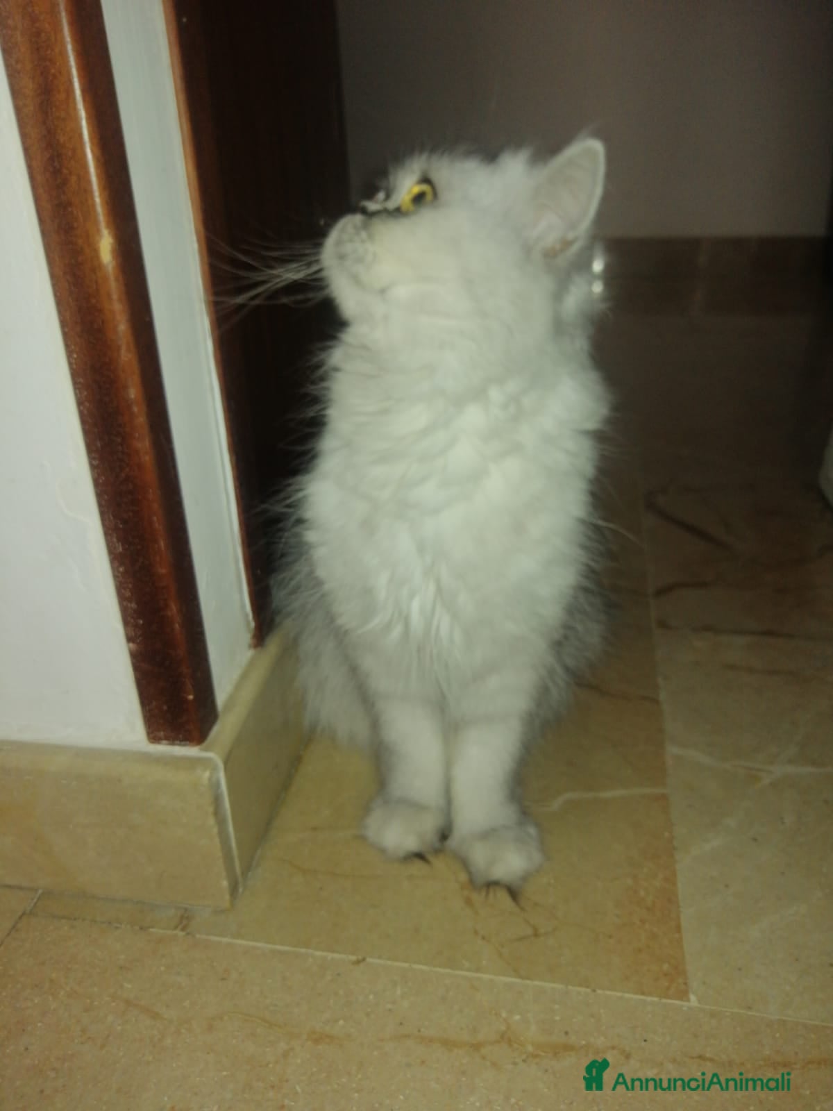 Altre razze gatti Gattini  - Annuncio 1