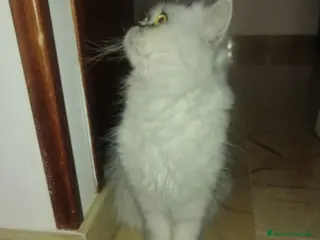 Altre razze gatti Gattini - Annuncio 1