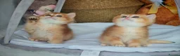 Scottish gatti in vendita: Straordinari Cuccioli Scottish - Annuncio 6