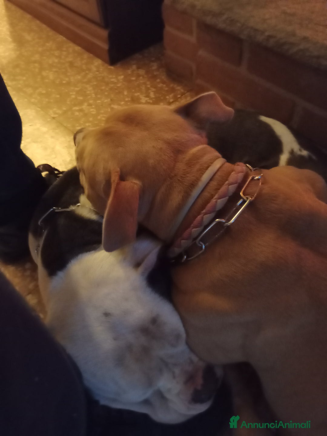 American Bully cani in vendita: American Bully, genitori addestrati da pet terapy  - Annuncio 3