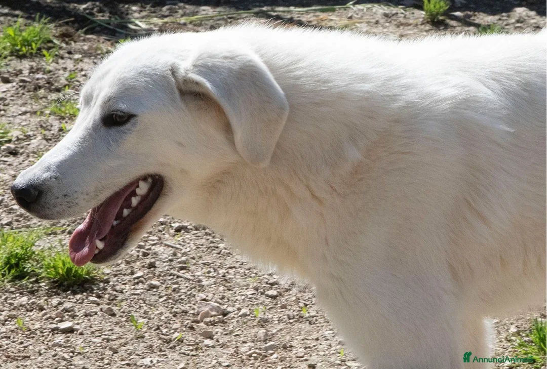 Meticcio cani in regalo: UN PATATONE DA AMARE - Annuncio 4