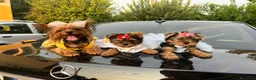 Yorkshire cani in vendita: Cuccioli di Yorkshire Toy  - Annuncio 6