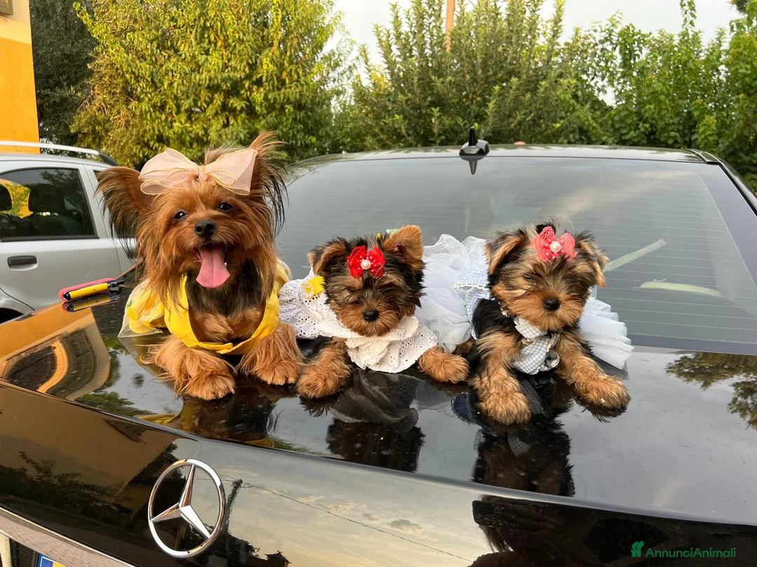 Yorkshire cani in vendita: Cuccioli di Yorkshire Toy  - Annuncio 6