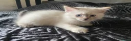 Siberiano gatti in vendita: Disponili cuccioli siberiani! Occhi azzurri! - Annuncio 13