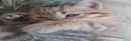 Scottish gatti in vendita: Fantastiche cucciole Scottish straight  - Annuncio 8
