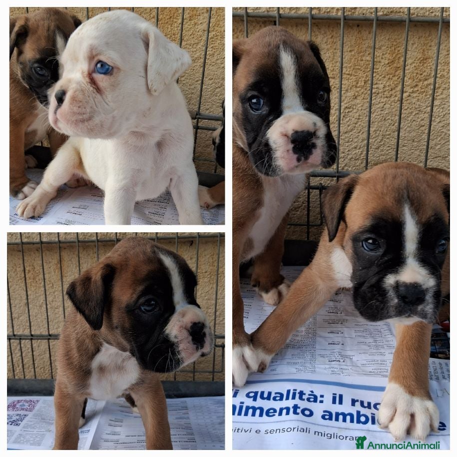 Boxer cani in vendita: boxer cuccioli  - Annuncio 3