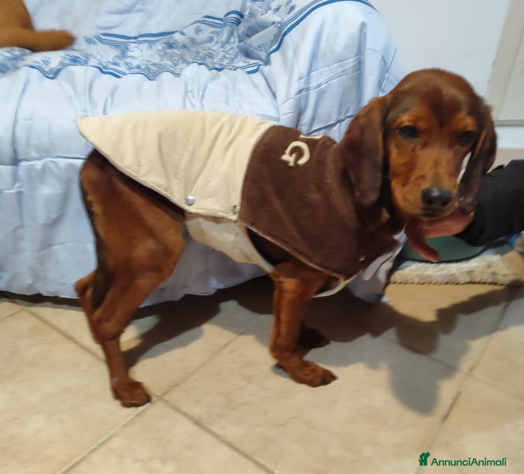 Meticcio cani in regalo: GIUGGIOLA 1 anno taglia piccola  - Annuncio 4