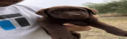 Labrador cani in vendita: Cucciola di Labrador Choco  - Annuncio 6
