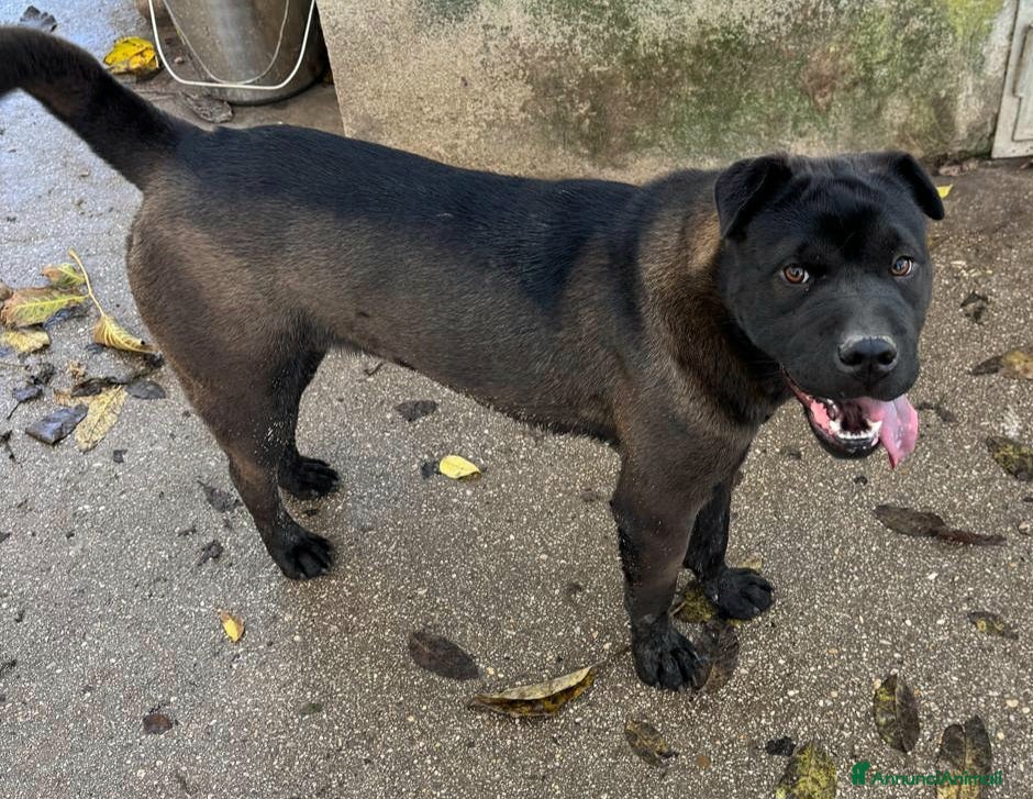 Shar Pei cani Puma sharpei di 9 mesi - Annuncio 3