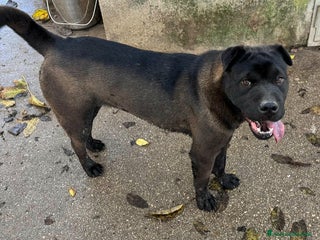 Shar Pei cani Puma sharpei di 9 mesi - Annuncio 11