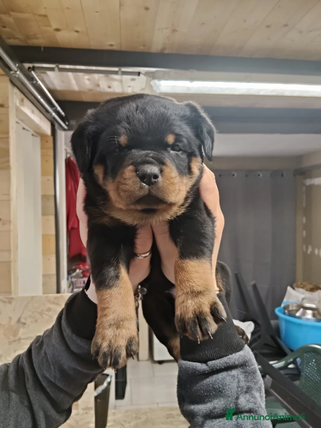 Rottweiler cani in vendita: Cuccioli rottweiler con pedigree  - Annuncio 2