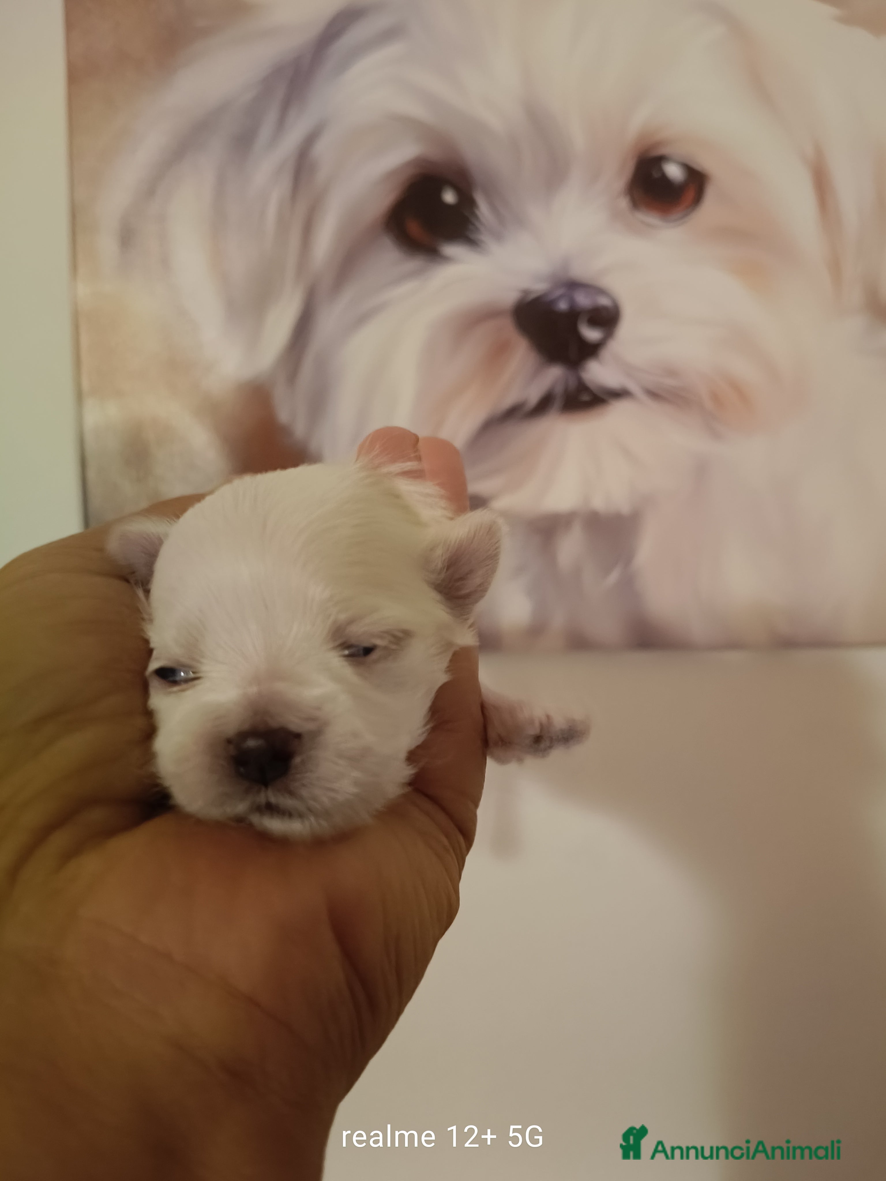 Maltese cani Maltese linea di sangue coreano  - Annuncio 12