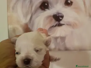 Maltese cani Maltese linea di sangue coreano - Annuncio 12
