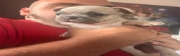 Bulldog Francese cani in vendita: BulldogFrancese Esotico  - Annuncio 3