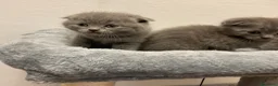 Scottish gatti in vendita: Gatti scottish a Città Metropolitana di Bologna - Annuncio 5