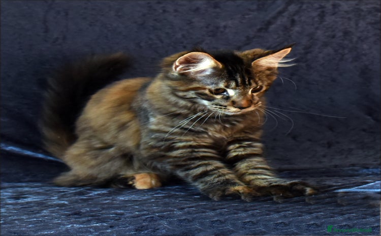 Maine Coon gatti a Città metropolitana di Milano - Annuncio 18