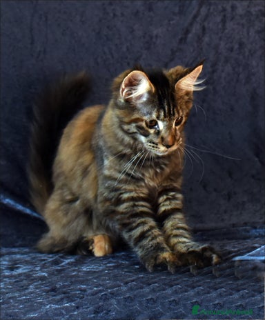 Maine Coon gatti a Città metropolitana di Milano - Annuncio 19