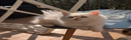 Siberiano gatti in vendita: CUCCIOLO SIBERIANO CON PEDIGREE - Annuncio 6
