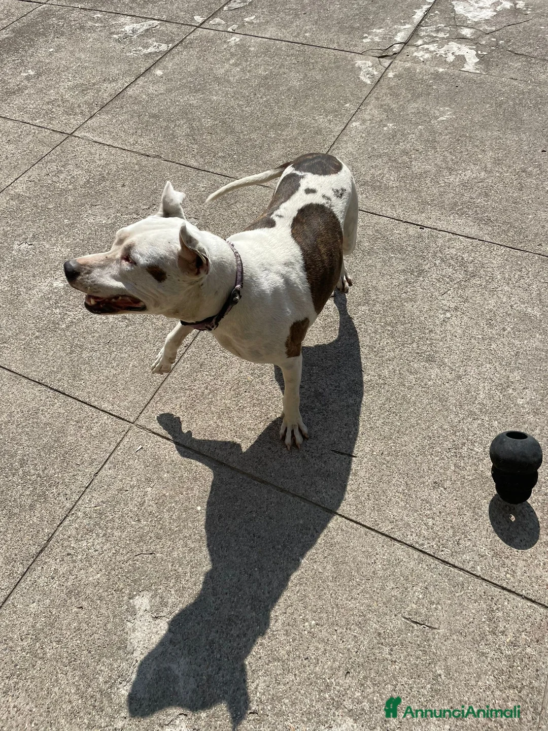 Pitbull cani in regalo: Pitbull salvata 2anni fa,ha xso 1occhio,CREMONA a Città Metropolitana di Milano - Annuncio 4