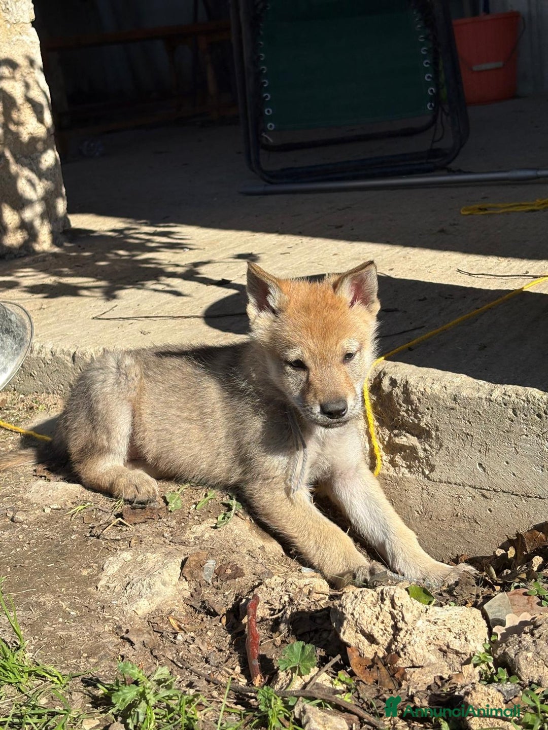 Lupo Cecoslovacco cani in vendita: cuccioli cane lupo Cecoslovacco  - Annuncio 4