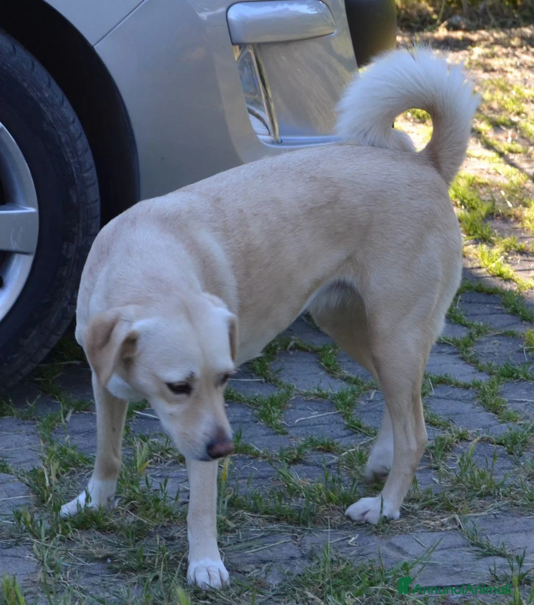Meticcio cani in regalo: Sofia cagnolona meravigliosa - Annuncio 5