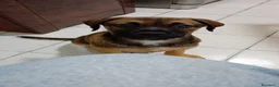 Meticcio cani in regalo: Wendy a Città metropolitana di Roma Capitale - Annuncio 27