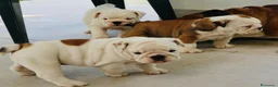 Bulldog cani in vendita: Cuccioli Bulldog Inglese con Pedigree - Annuncio 1