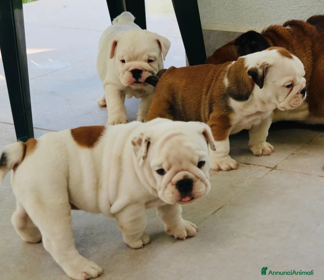 Bulldog cani in vendita: Cuccioli Bulldog Inglese con Pedigree - Annuncio 1