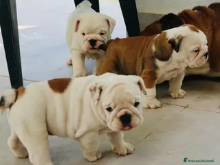 Bulldog cani Cuccioli Bulldog Inglese con Pedigree - Annuncio 15
