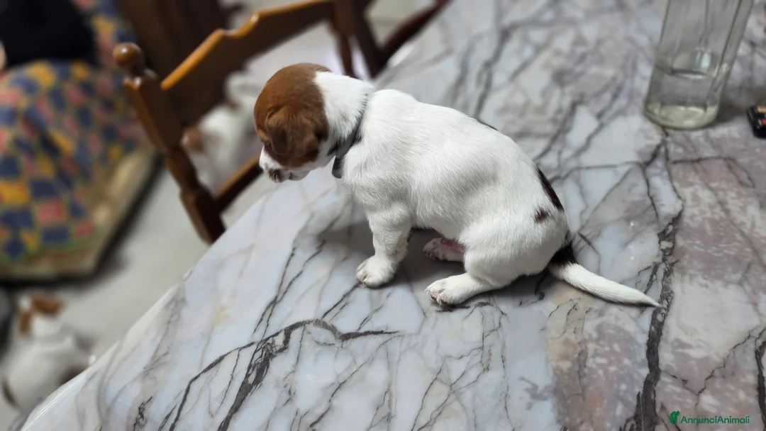 Jack Russell cani in vendita: Stupendi cuccioki di Jack Russel - Annuncio 5