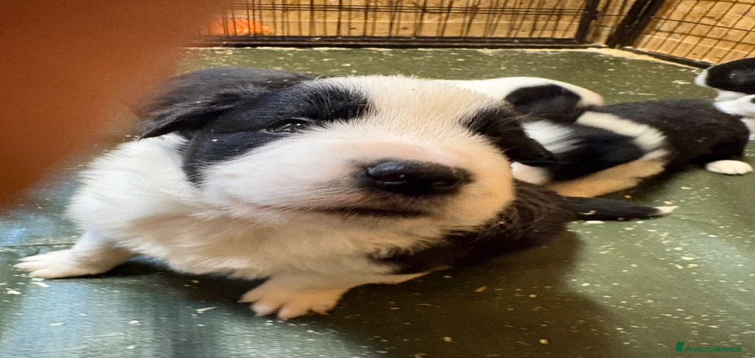 Immagine della galleria {{count}}