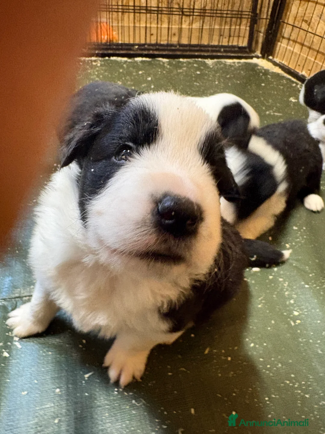 Immagine della galleria {{count}}