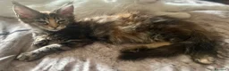 Maine Coon gatti in vendita: Cuccioli di Maine Coon - Annuncio 5