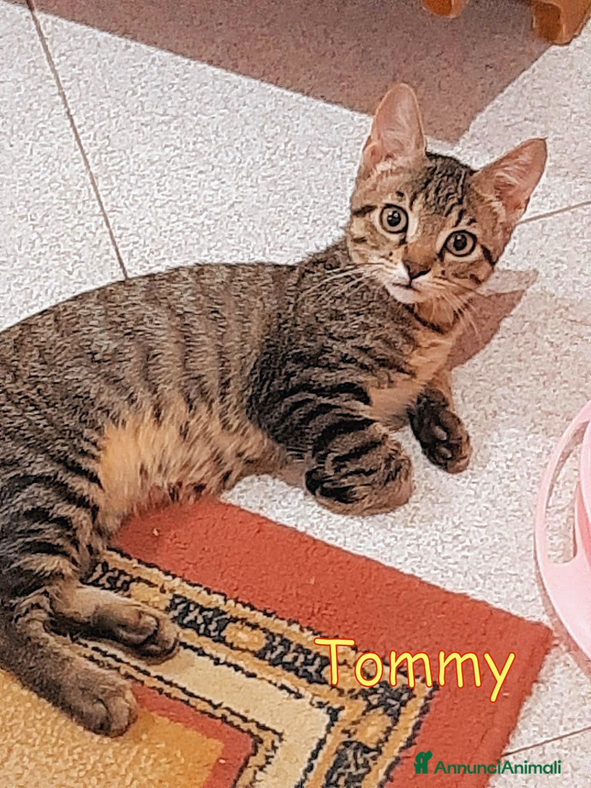 Europeo gatti TOMMY TENERISSIMO GATTINO SENZA RICHIESTE - Annuncio 28